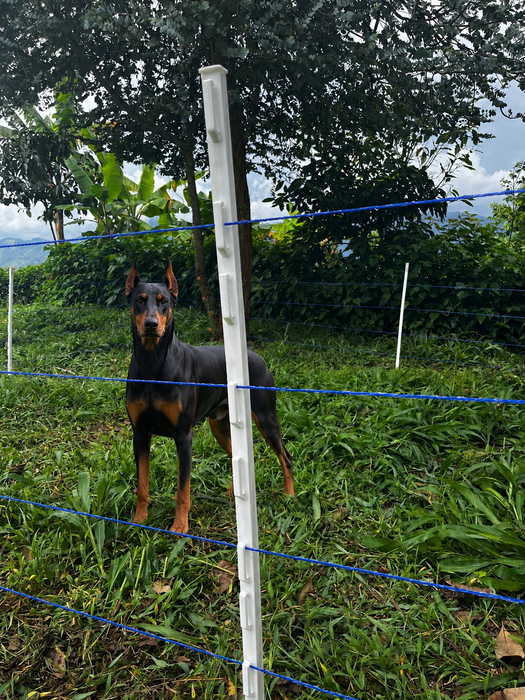 Kit Cerca Electrica  Mascotas